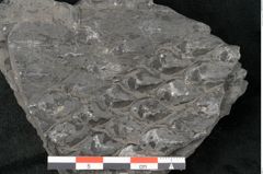 Foto (Detailansicht) von Lepidodendron sp.  (NHMW-GEO-2024-0188-11028)